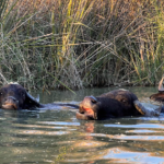 Mesopotamian Marshes Overnight from Basrah