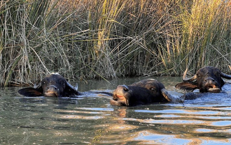 Three water buffalo are swimming in a body of water with tall grasses in the background.